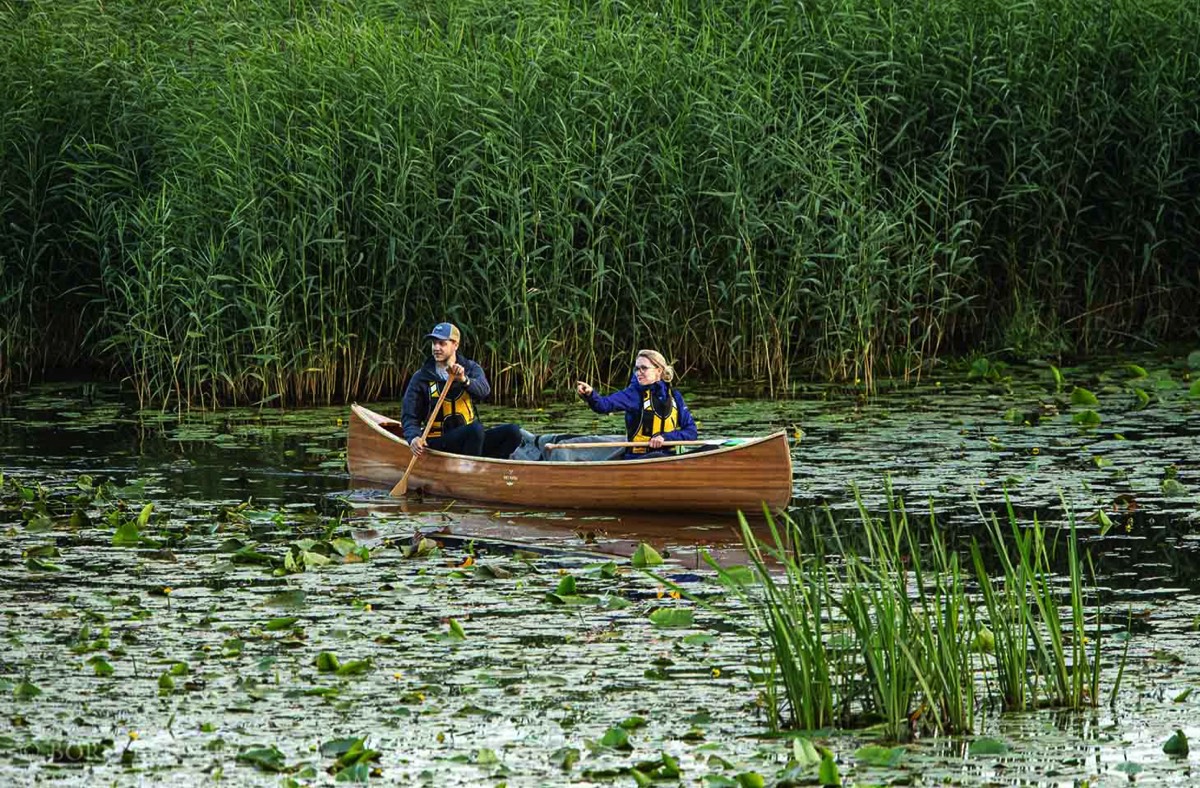 Cedar canoe in the reeds