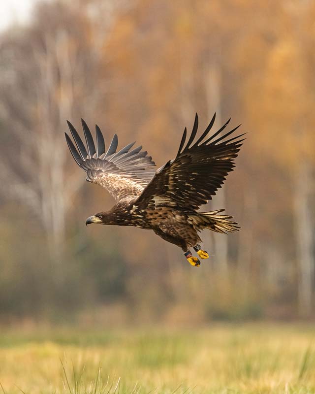 White-tailed eagle captured during the tour
