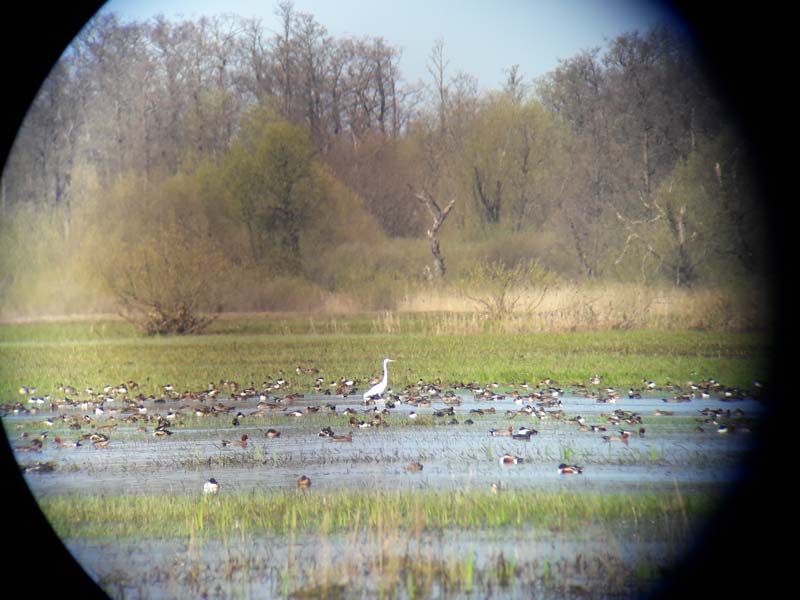 View from the scope during birdwatching tour