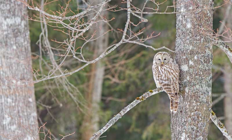 Ural owl on a tree