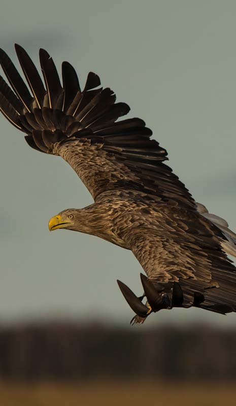 White-tailed eagle flying low