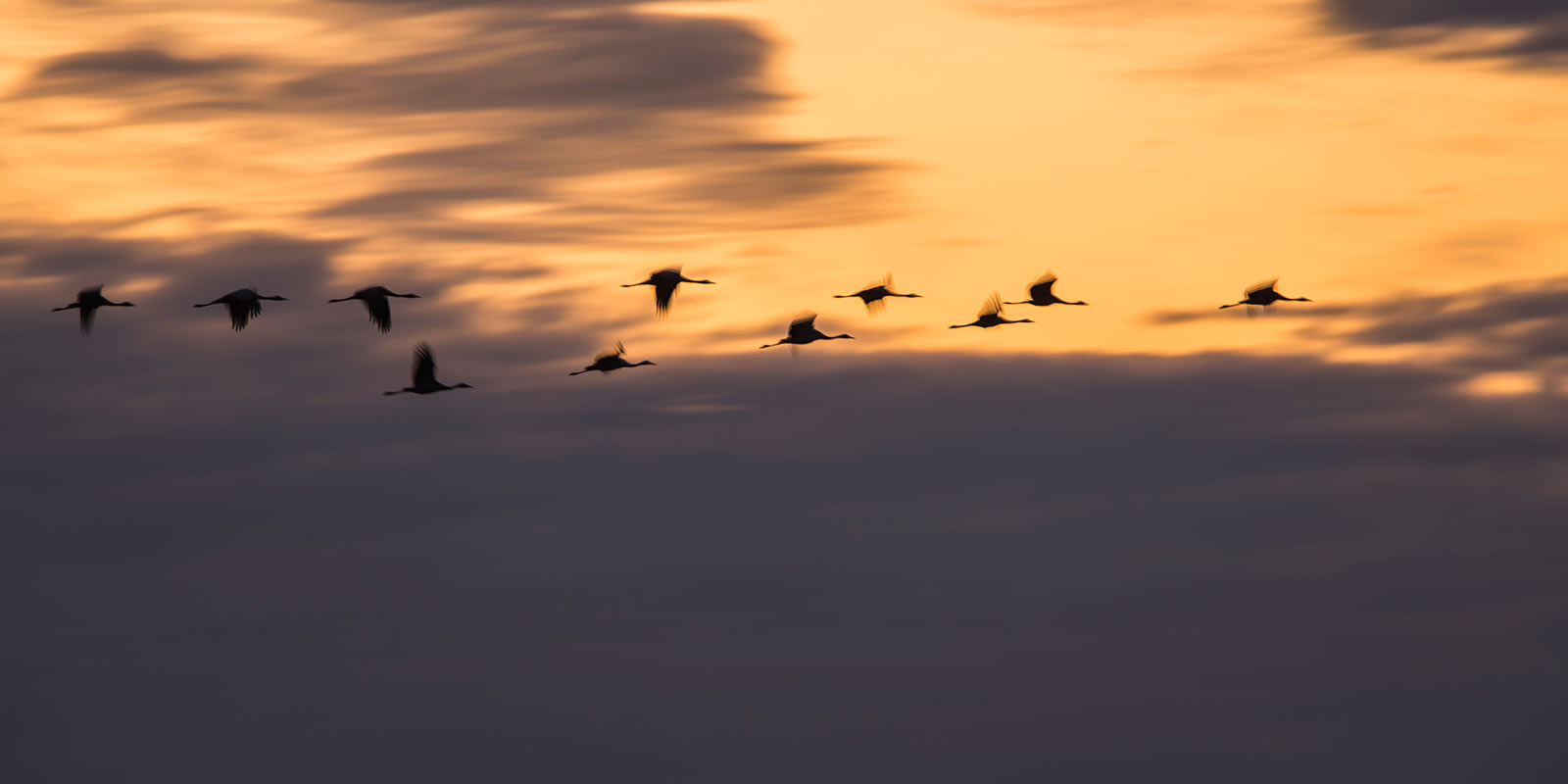 Flock of Cranes in Nemunas Delta, Lithuania